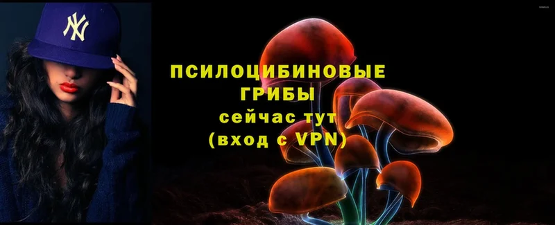 наркошоп  Верхотурье  блэк спрут tor  Галлюциногенные грибы Psilocybe 